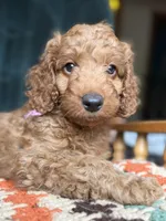 Strawberry - PINK GIRL, a female Goldendoodle and Miniature Goldendoodle for sale in Hastings, MI – 1 of 5