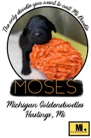 MOSES-Price DROP, a male Goldendoodle for sale in Hastings, MI – Photo 5 of 8