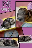 Eve-price drop, a female Goldendoodle for sale in Hastings, MI – Photo 9 of 9