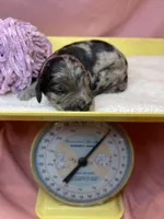 Eve-price drop, a female Goldendoodle for sale in Hastings, MI – Photo 7 of 9