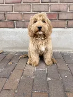 OAKEN-READY NOW!, a male Miniature Goldendoodle for sale in Hastings, MI – Photo 2 of 4