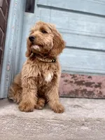 OAKEN-READY NOW!, a male Miniature Goldendoodle for sale in Hastings, MI – Photo 4 of 4