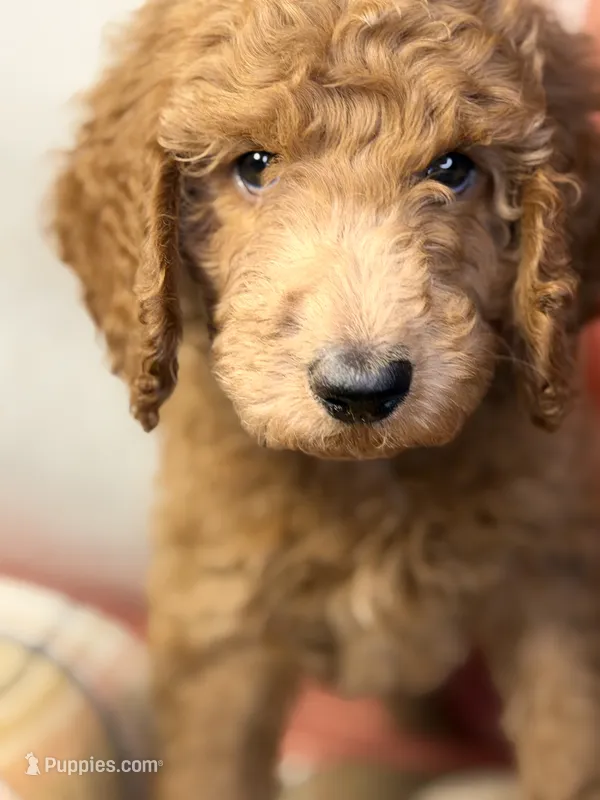 Shortcake - Purple Girl – Goldendoodle, Miniature Goldendoodle puppy for sale in Hastings, MI