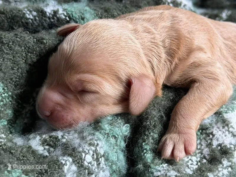 TANGO – Miniature Goldendoodle puppy for sale in Hastings, MI
