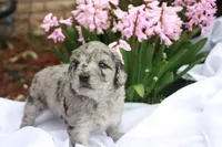 ZING, a female Miniature Goldendoodle for sale in Hastings, MI – 4 of 10