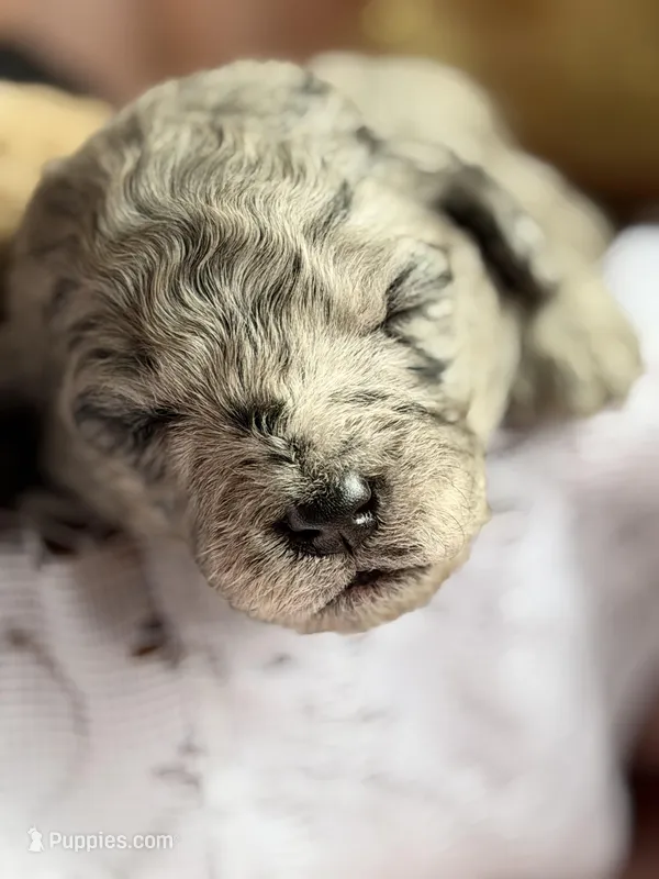 ZING – Miniature Goldendoodle puppy for sale in Hastings, MI