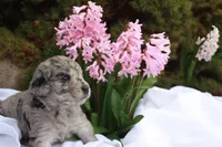 ZING, a female Miniature Goldendoodle for sale in Hastings, MI – 2 of 10