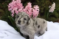 ZING, a female Miniature Goldendoodle for sale in Hastings, MI – 5 of 10