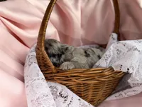ZING, a female Miniature Goldendoodle for sale in Hastings, MI – 7 of 10