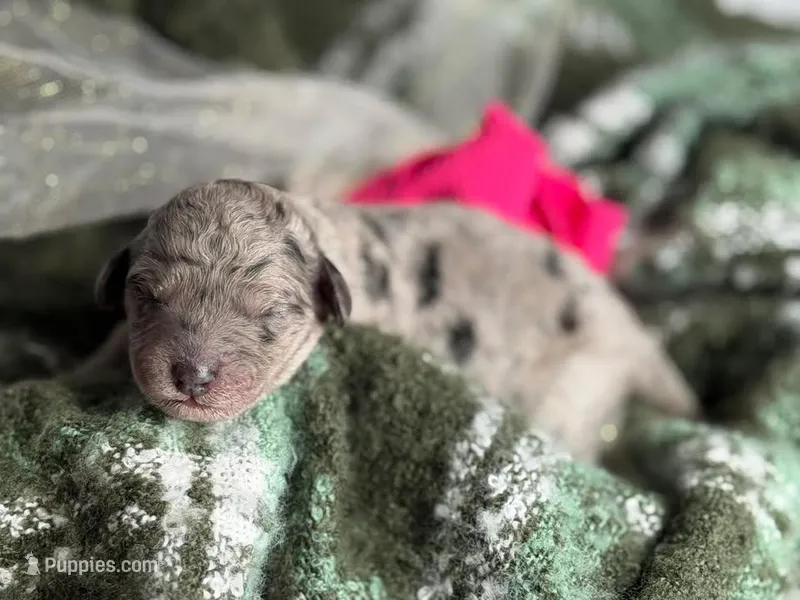 ZING – Miniature Goldendoodle puppy for sale in Hastings, MI