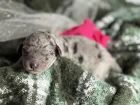 ZING, a female Miniature Goldendoodle for sale in Hastings, MI – 8 of 10