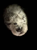 ZING, a female Miniature Goldendoodle for sale in Hastings, MI – 6 of 10
