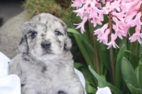 ZING, a female Miniature Goldendoodle for sale in Hastings, MI – 1 of 10