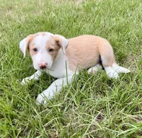 Gold (EE Red), a male Border Collie for sale in Lake Charles, LA – 5 of 6