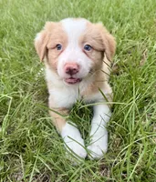Gold (EE Red), a female Border Collie for sale in Lake Charles, LA – 3 of 7