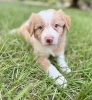Gold (EE Red), a female Border Collie for sale in Lake Charles, LA – 5 of 7