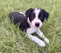 Black and white , a female Border Collie for sale in Lake Charles, LA – 3 of 6