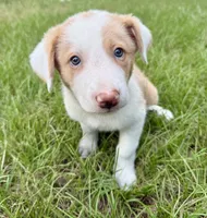 Gold (EE Red), a male Border Collie for sale in Lake Charles, LA – 3 of 6