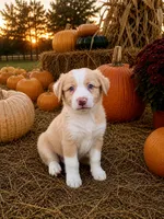 Gold (EE Red), a female Border Collie for sale in Lake Charles, LA – 1 of 7