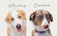 Red Merle , a male Border Collie for sale in Lake Charles, LA – 6 of 6