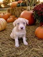 Red Merle , a male Border Collie for sale in Lake Charles, LA – 2 of 6