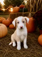 Gold (EE Red), a male Border Collie for sale in Lake Charles, LA – 1 of 6