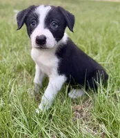 Black and white , a female Border Collie for sale in Lake Charles, LA – 5 of 6