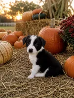 Black and white , a female Border Collie for sale in Lake Charles, LA – 1 of 6