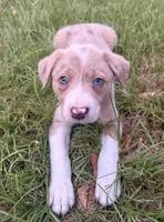 Red Merle , a male Border Collie for sale in Lake Charles, LA – 3 of 6