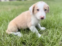 Gold (EE Red), a male Border Collie for sale in Lake Charles, LA – 4 of 6
