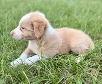 Gold (EE Red), a female Border Collie for sale in Lake Charles, LA – 6 of 7