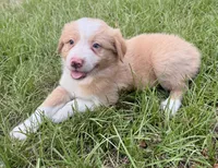 Gold (EE Red), a female Border Collie for sale in Lake Charles, LA – 4 of 7
