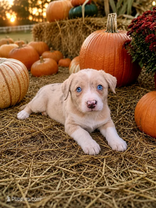 Red Merle  – Border Collie puppy for sale in Lake Charles, LA