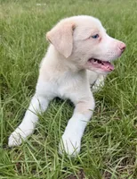 Gold (EE Red), a female Border Collie for sale in Lake Charles, LA – 3 of 7