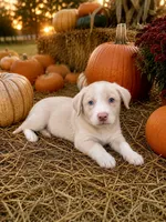 Gold (EE Red), a female Border Collie for sale in Lake Charles, LA – 1 of 7