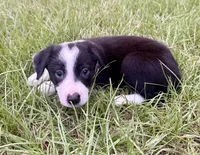 Black and white , a female Border Collie for sale in Lake Charles, LA – 4 of 6