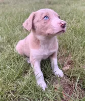 Red Merle , a male Border Collie for sale in Lake Charles, LA – 5 of 6