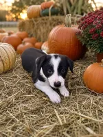 Black and white , a female Border Collie for sale in Lake Charles, LA – 2 of 6