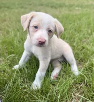 Gold (EE Red), a female Border Collie for sale in Lake Charles, LA – 5 of 7