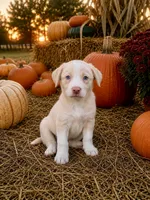 Gold (EE Red), a female Border Collie for sale in Lake Charles, LA – 2 of 7