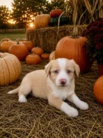 Gold (EE Red), a female Border Collie for sale in Lake Charles, LA – 2 of 7