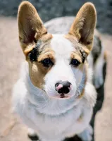 Cowboy (proven), a male Pembroke Welsh Corgi for sale in Lake Charles, LA – Photo 5 of 5