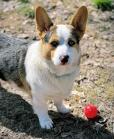 Cowboy (proven), a male Pembroke Welsh Corgi for sale in Lake Charles, LA – Photo 4 of 5