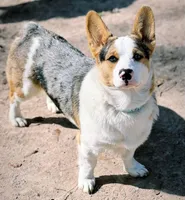 Cowboy (proven), a male Pembroke Welsh Corgi for sale in Lake Charles, LA – Photo 1 of 5