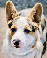Cowboy (proven), a male Pembroke Welsh Corgi for sale in Lake Charles, LA – Photo 3 of 5