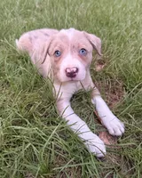 Red Merle , a male Border Collie for sale in Lake Charles, LA – 4 of 6