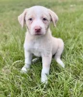 Gold (EE Red), a female Border Collie for sale in Lake Charles, LA – 4 of 7