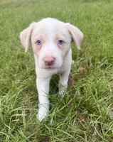 Gold (EE Red), a female Border Collie for sale in Lake Charles, LA – 6 of 7