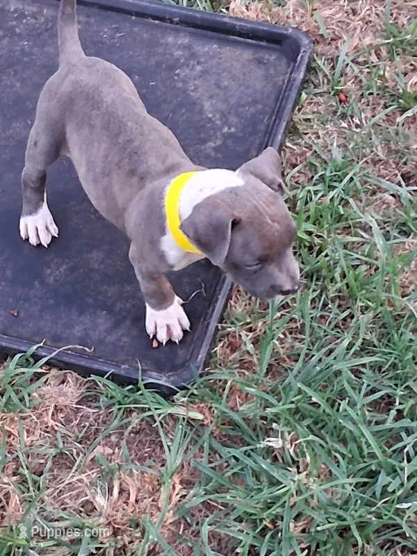 Layla – American Pit Bull Terrier puppy for sale in Napoleonville, LA