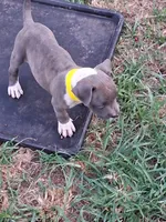Layla, a female American Pit Bull Terrier for sale in Napoleonville, LA – 1 of 1